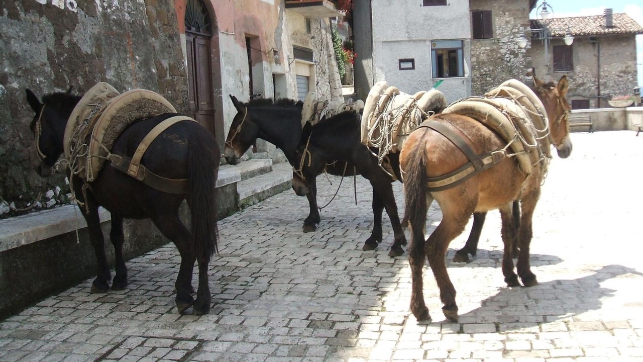 Photo of Outdoor in Artena