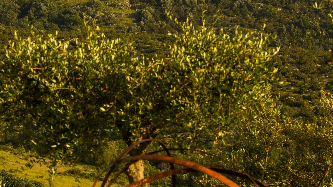 Photo of Outdoor in Trentinara