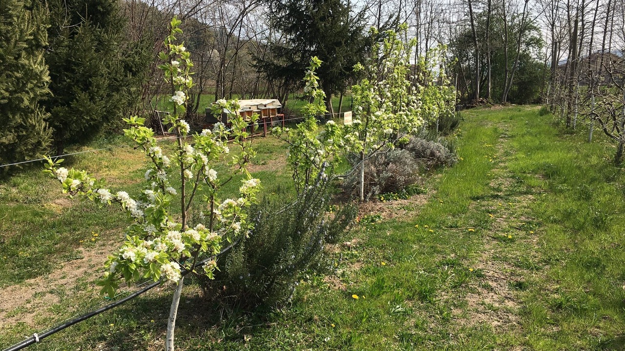 Photo of Outdoor in Revello