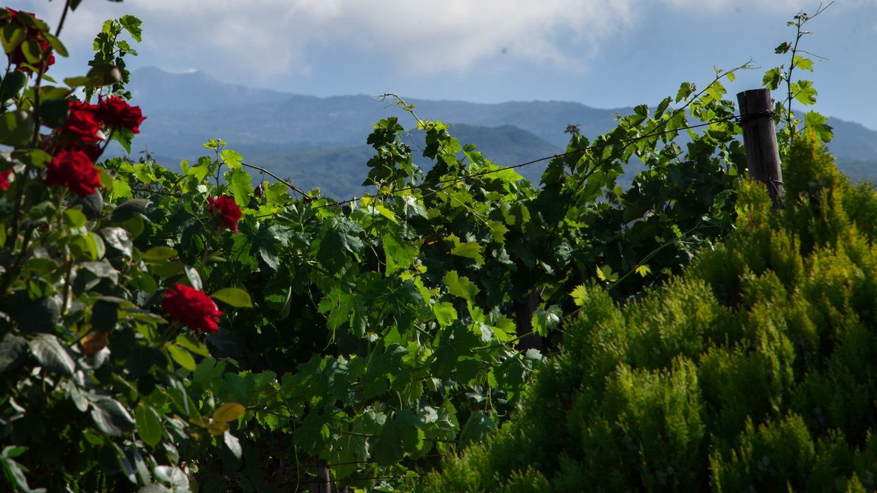 Photo of Outdoor in Montelaguardia