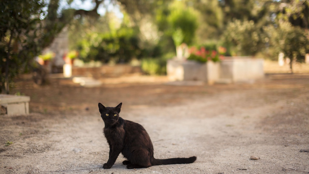 Photo of Others in Galatina