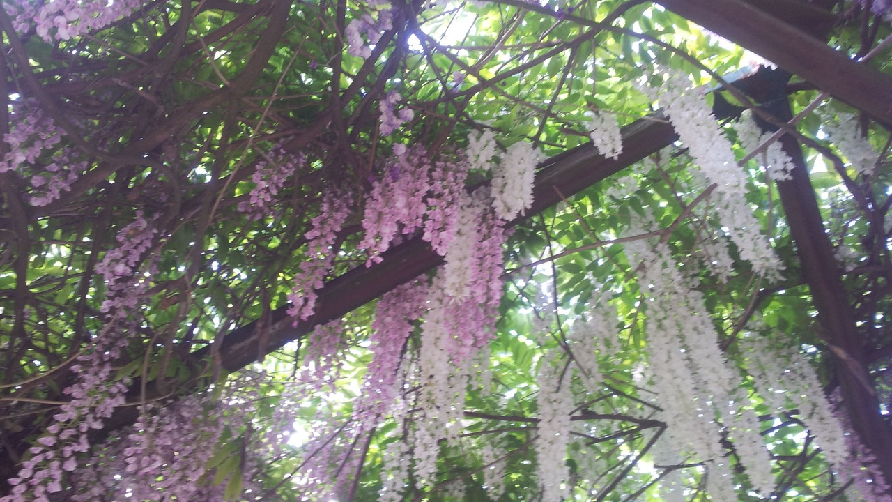 Photo of Outdoor in Castello d'Agogna