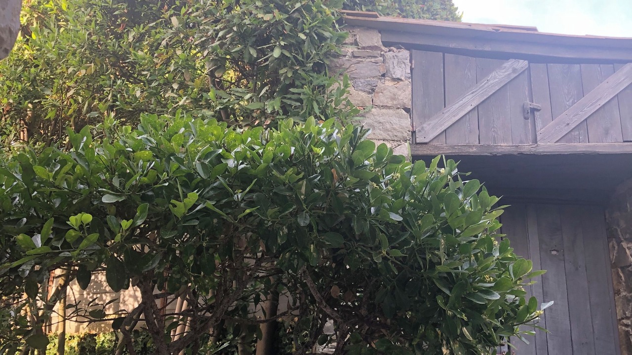 Photo of Outdoor in Vezzano Ligure