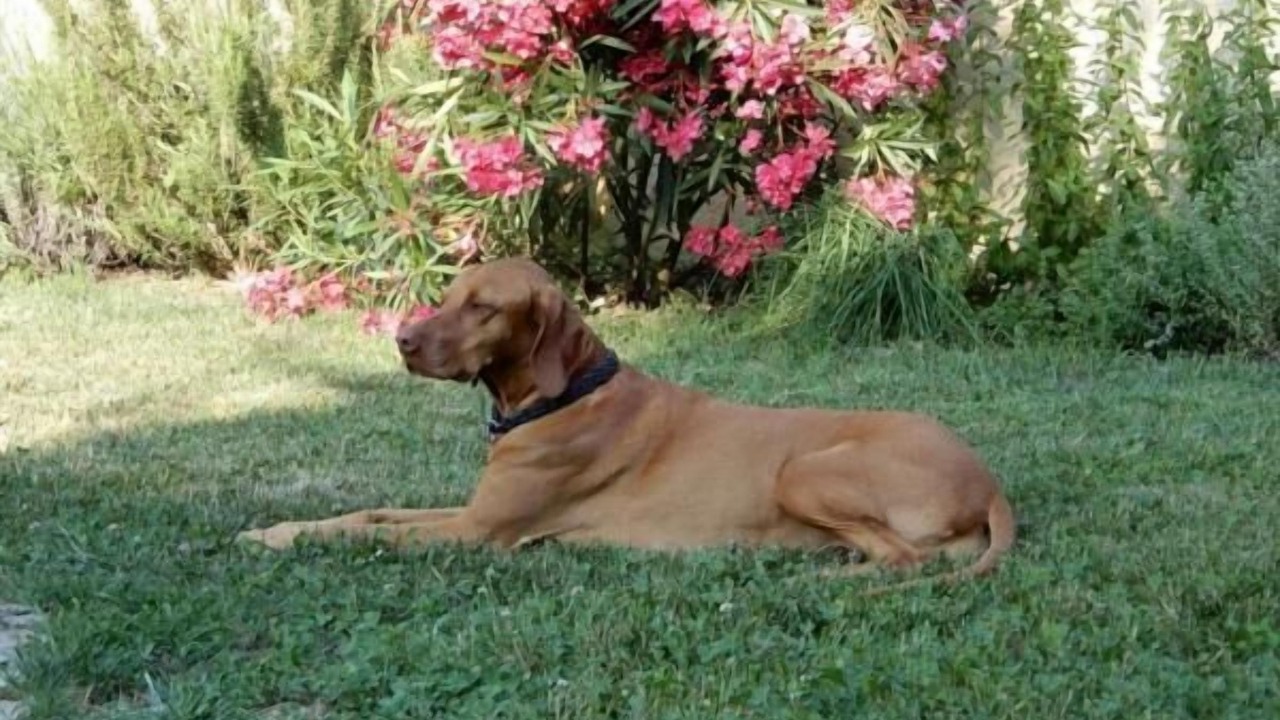 Photo of Outdoor in Canale