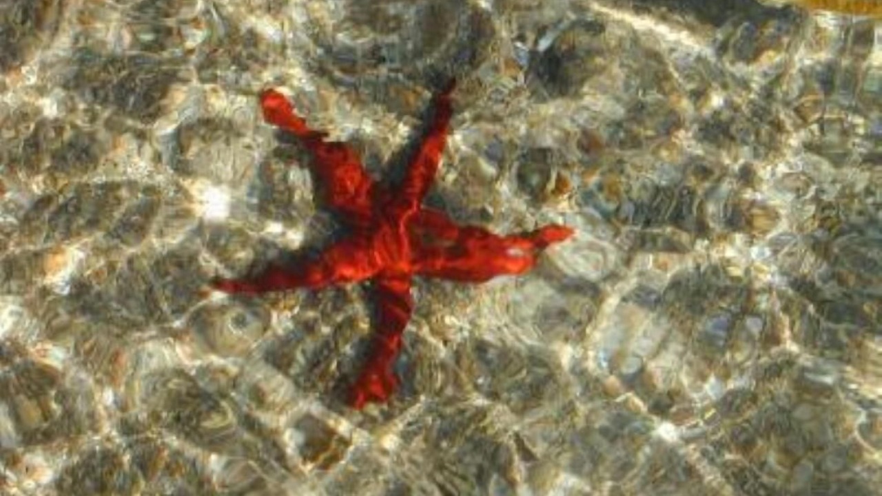 Photo of Outdoor in Porto Pollo