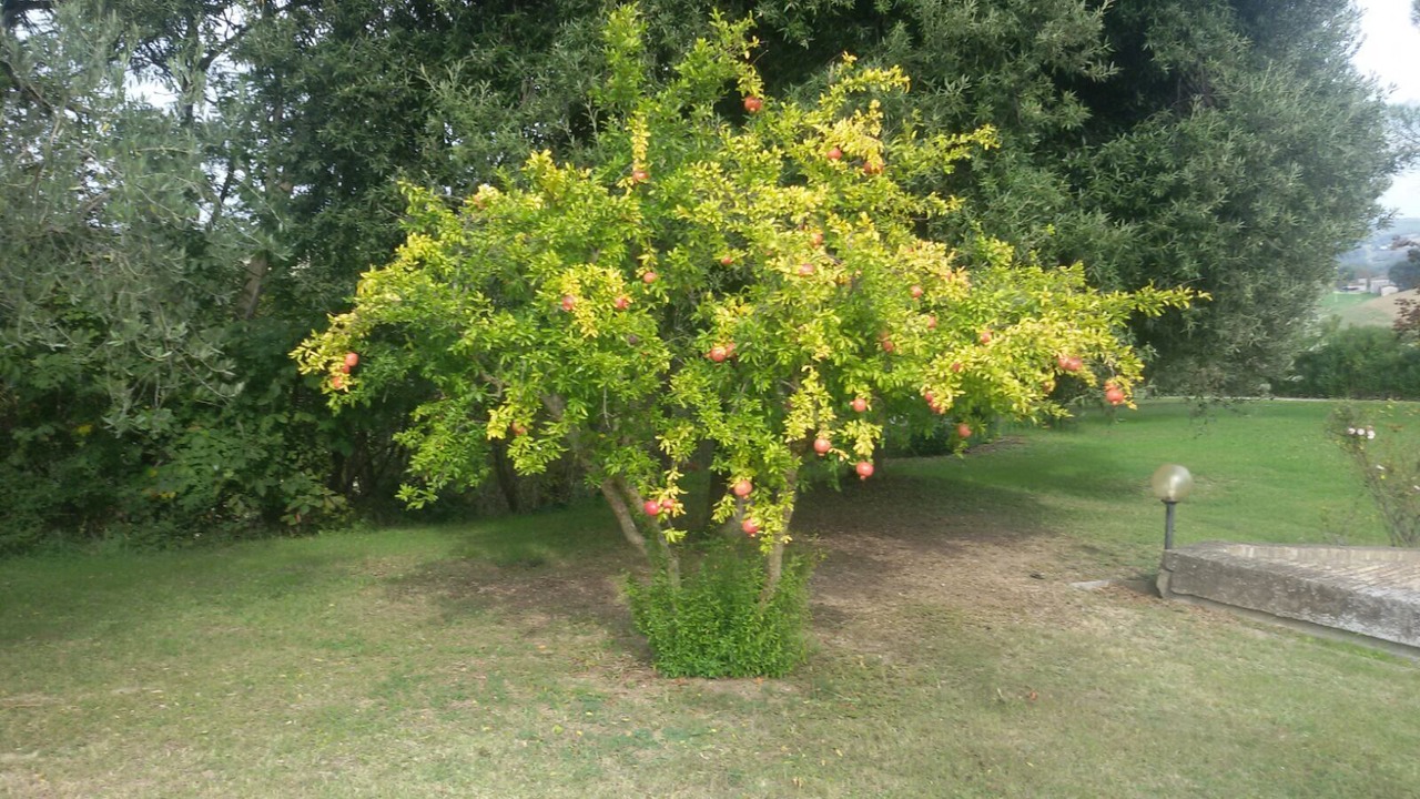 Photo of Outdoor in Loreto Aprutino