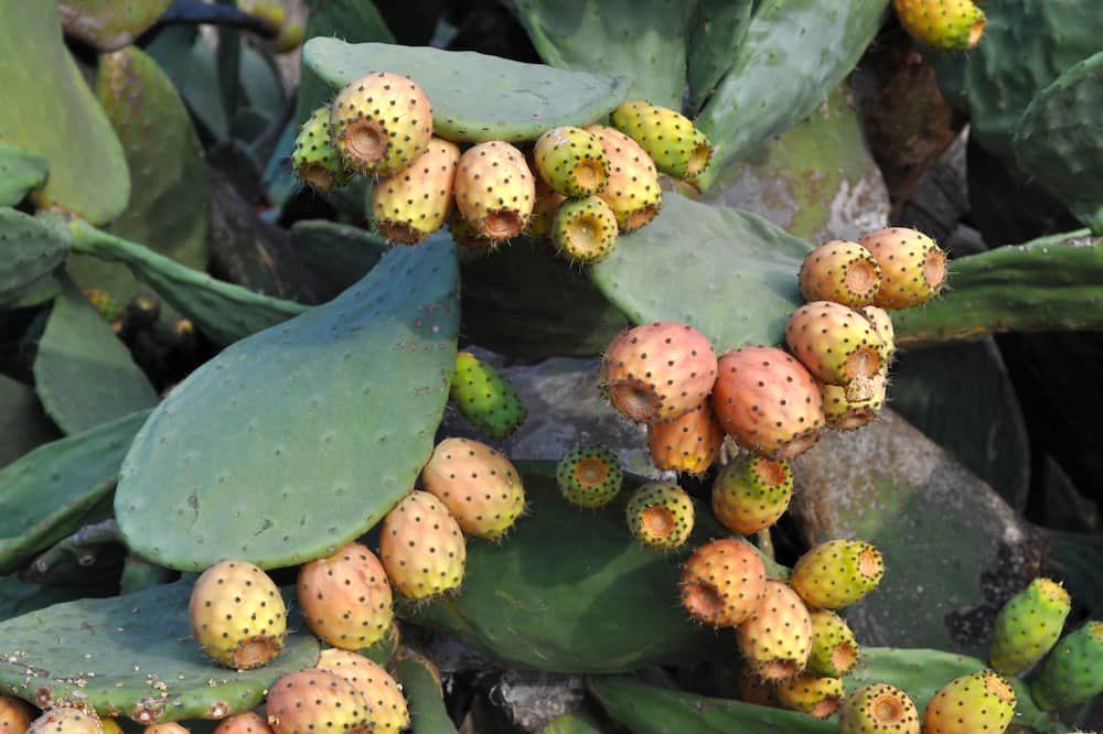 Photo of Outdoor in Pantelleria