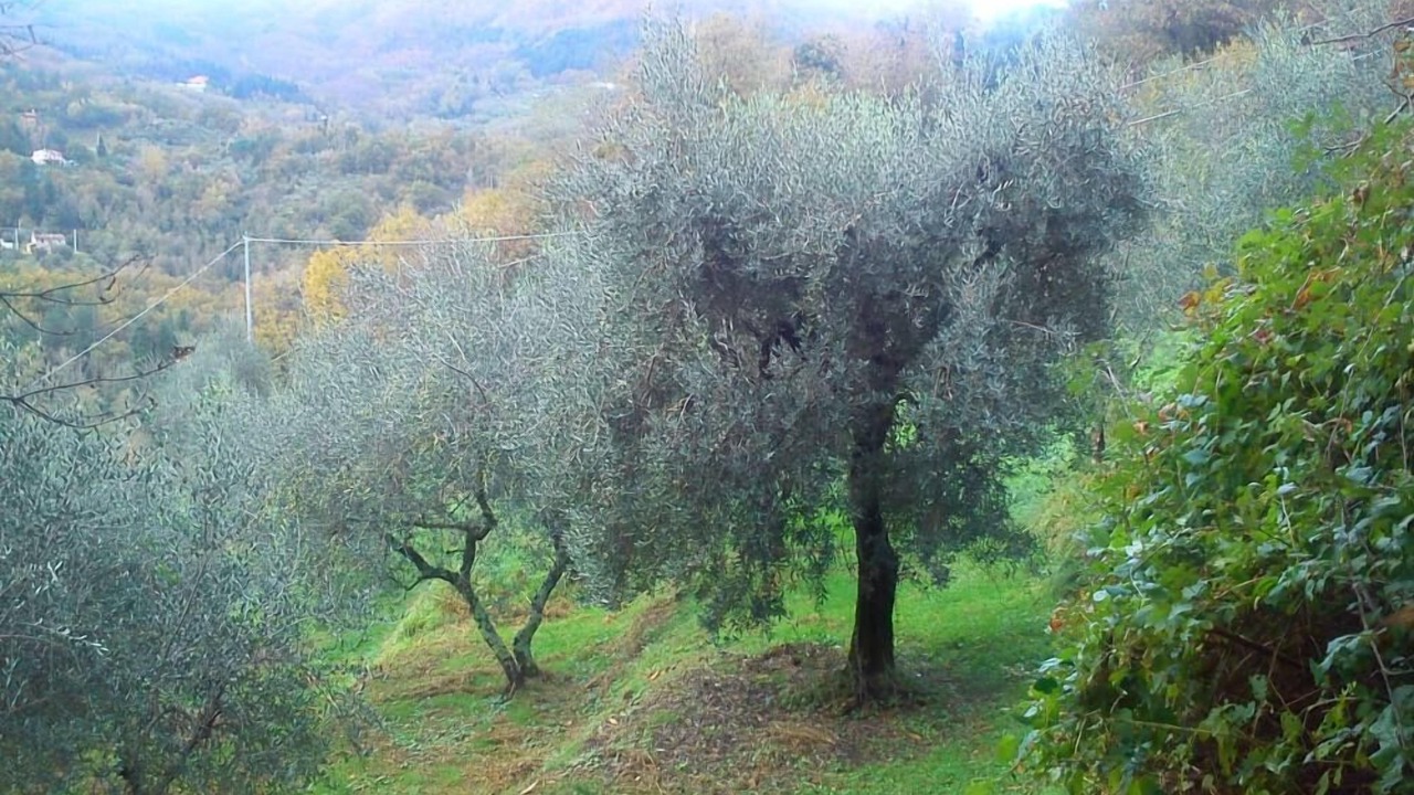 Photo of Outdoor in Aramo