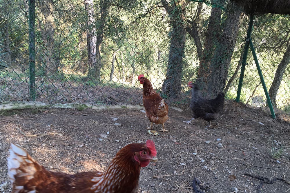 Photo of Outdoor in Sant Celoni