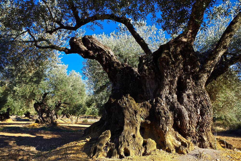 Photo of Outdoor in Sant Mateu