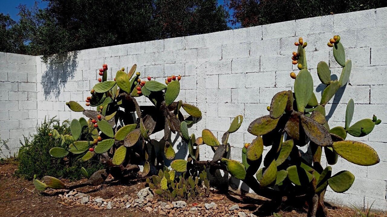 Photo of Outdoor in Roca Vecchia