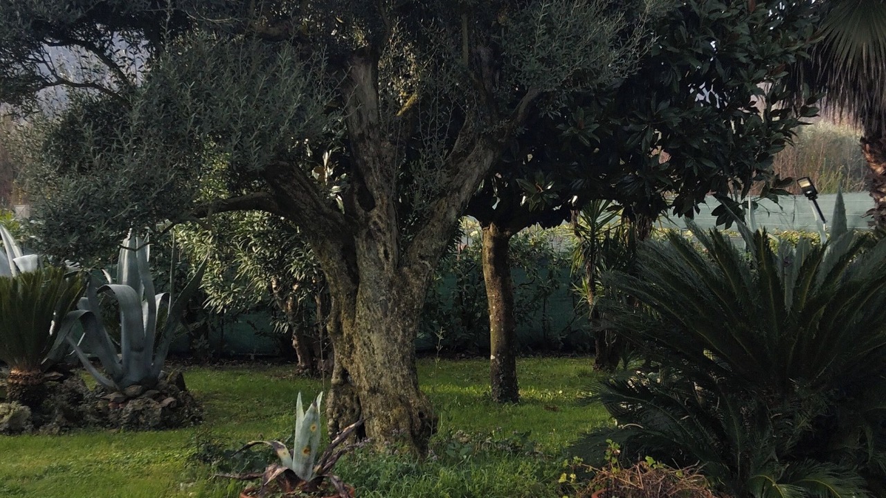 Photo of Others in Pietramelara