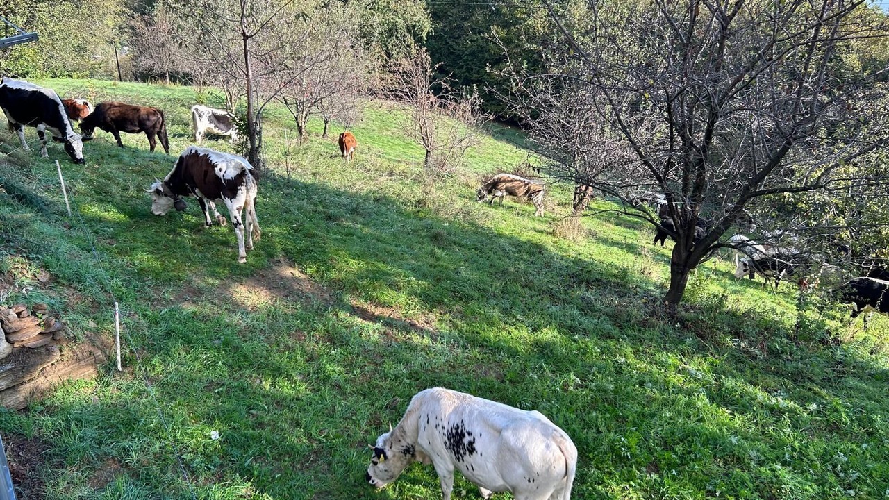 Photo of Outdoor in Bagnolo Piemonte