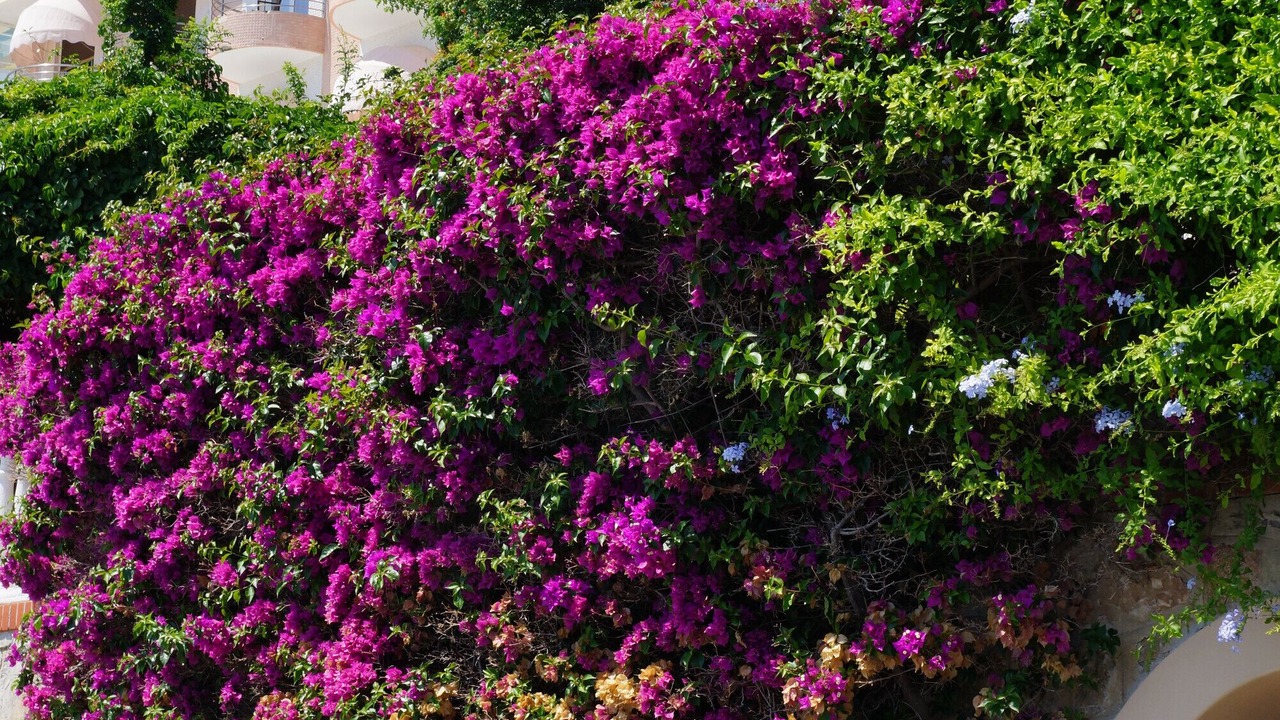 Photo of Outdoor in Capitolo-Costa
