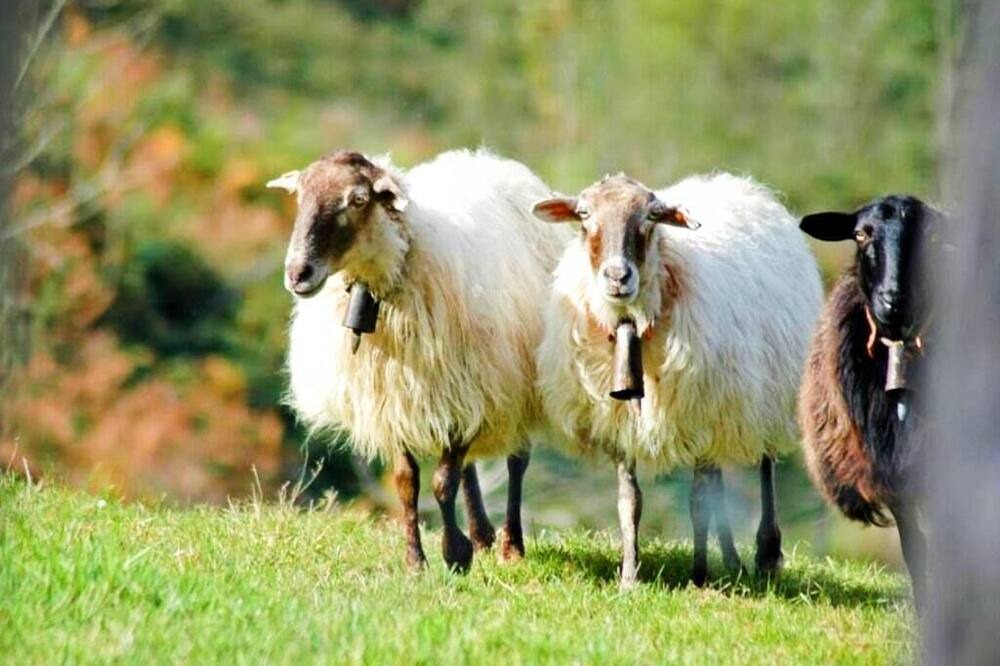 Photo of Others in Bobia de Abajo