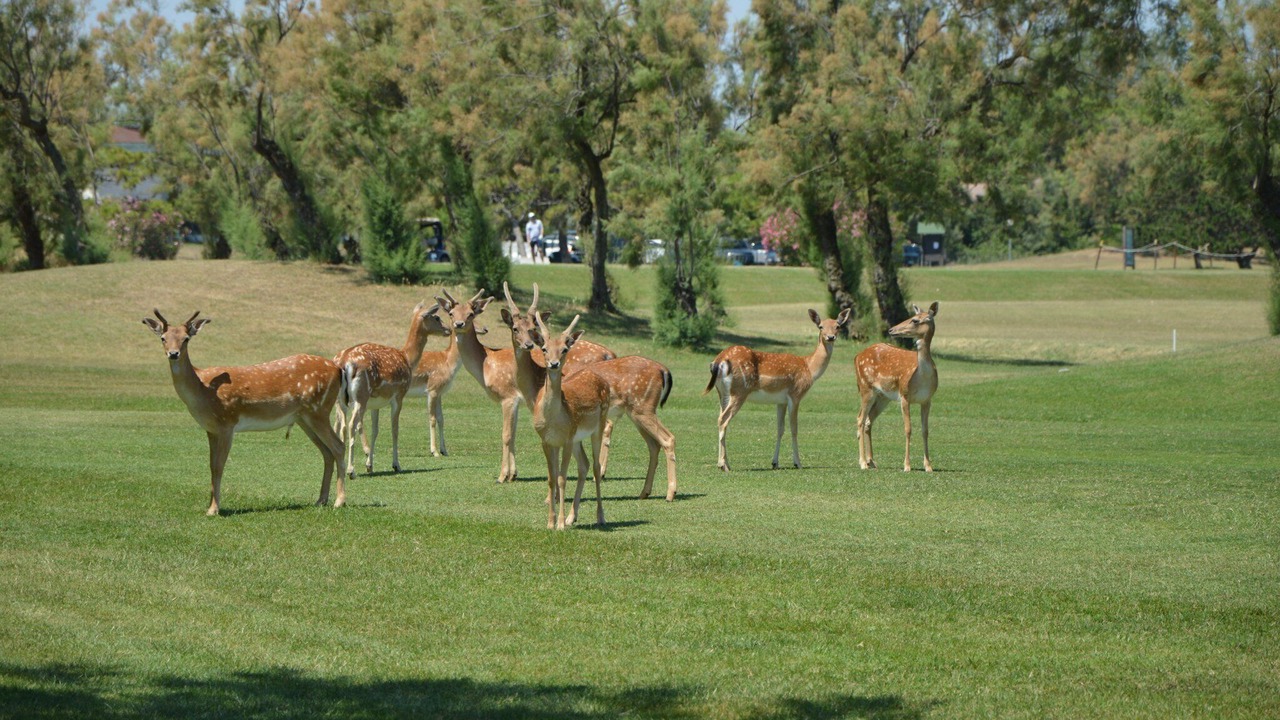 Photo of Outdoor in Isola Albarella