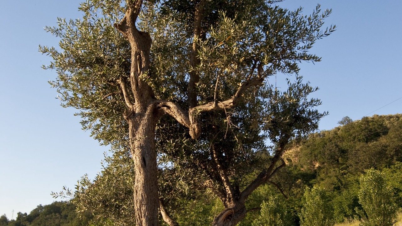 Photo of Outdoor in Sant'Elpidio a Mare