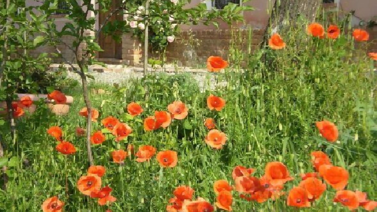 Photo of Outdoor in Vaglio Serra