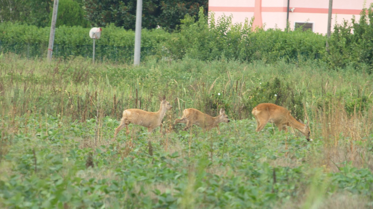 Photo of Outdoor in Vicenza