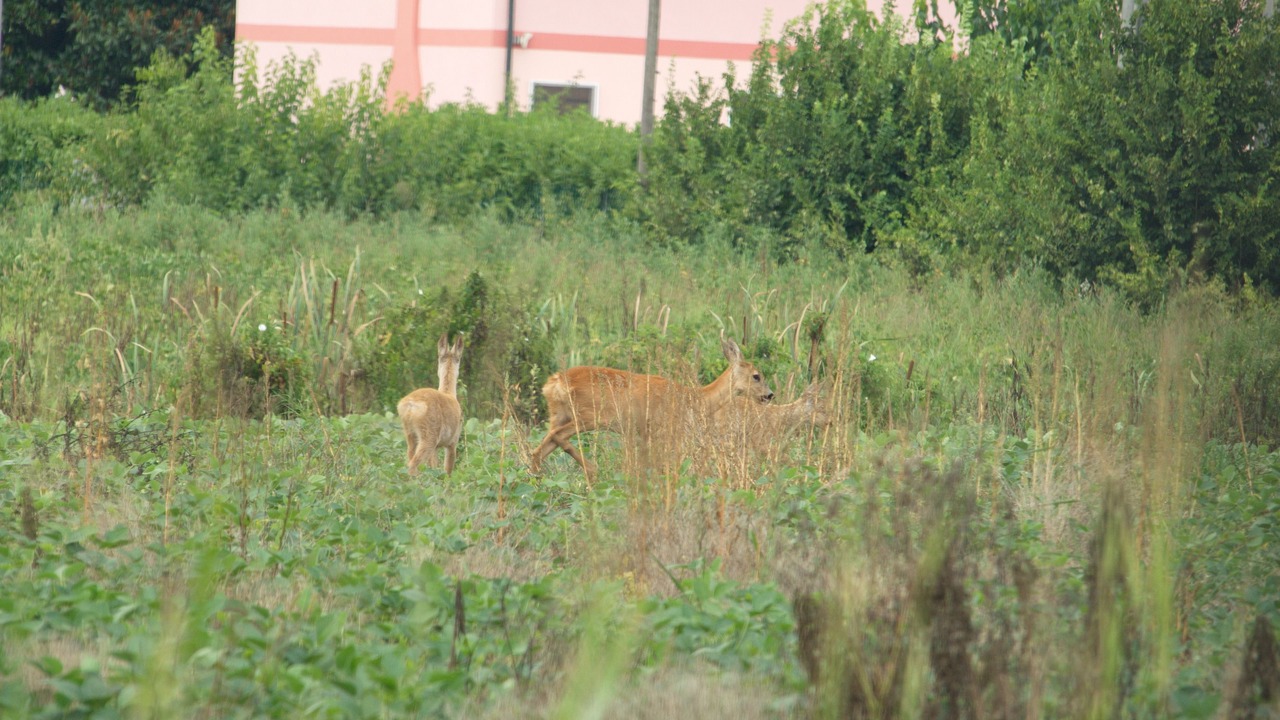 Photo of Outdoor in Vicenza