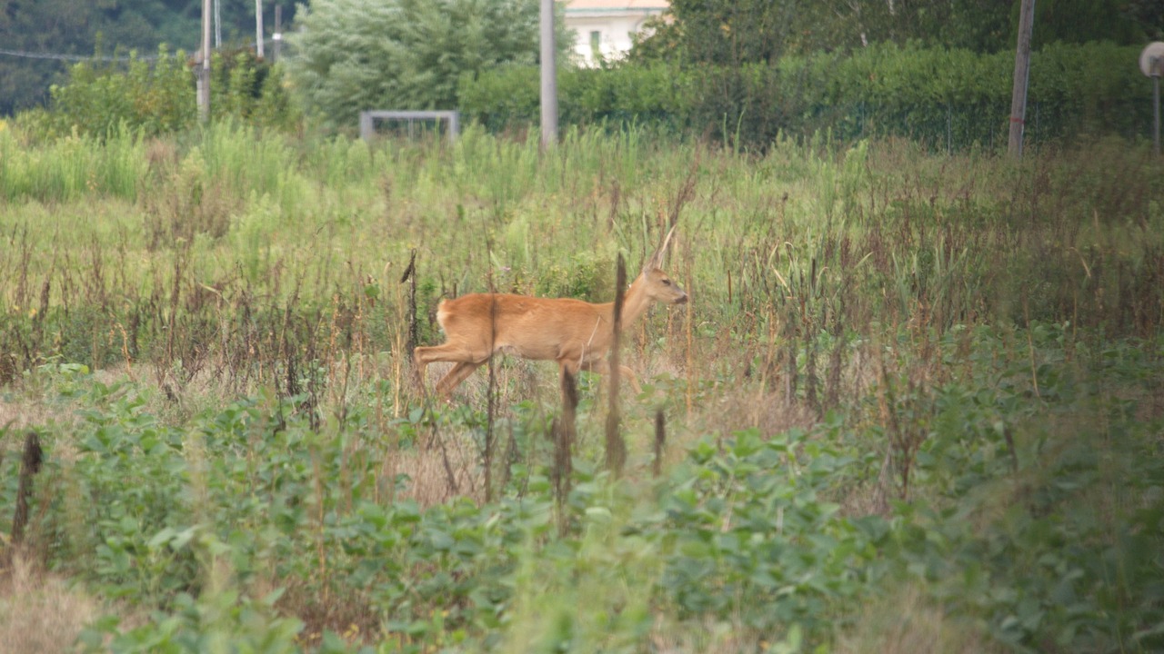 Photo of Outdoor in Vicenza
