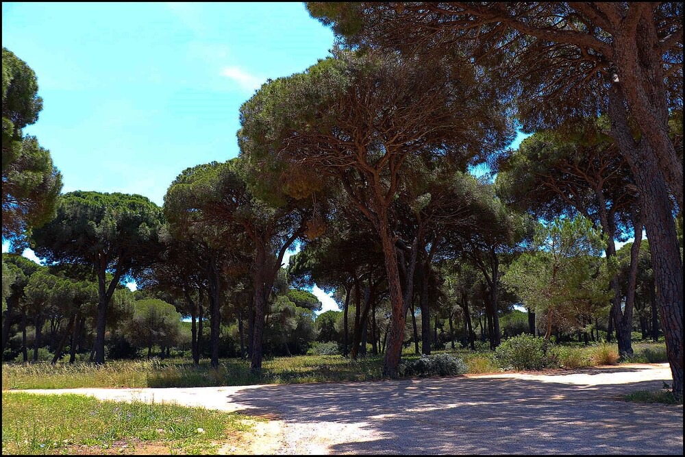 Photo of Outdoor in Conil de la Frontera