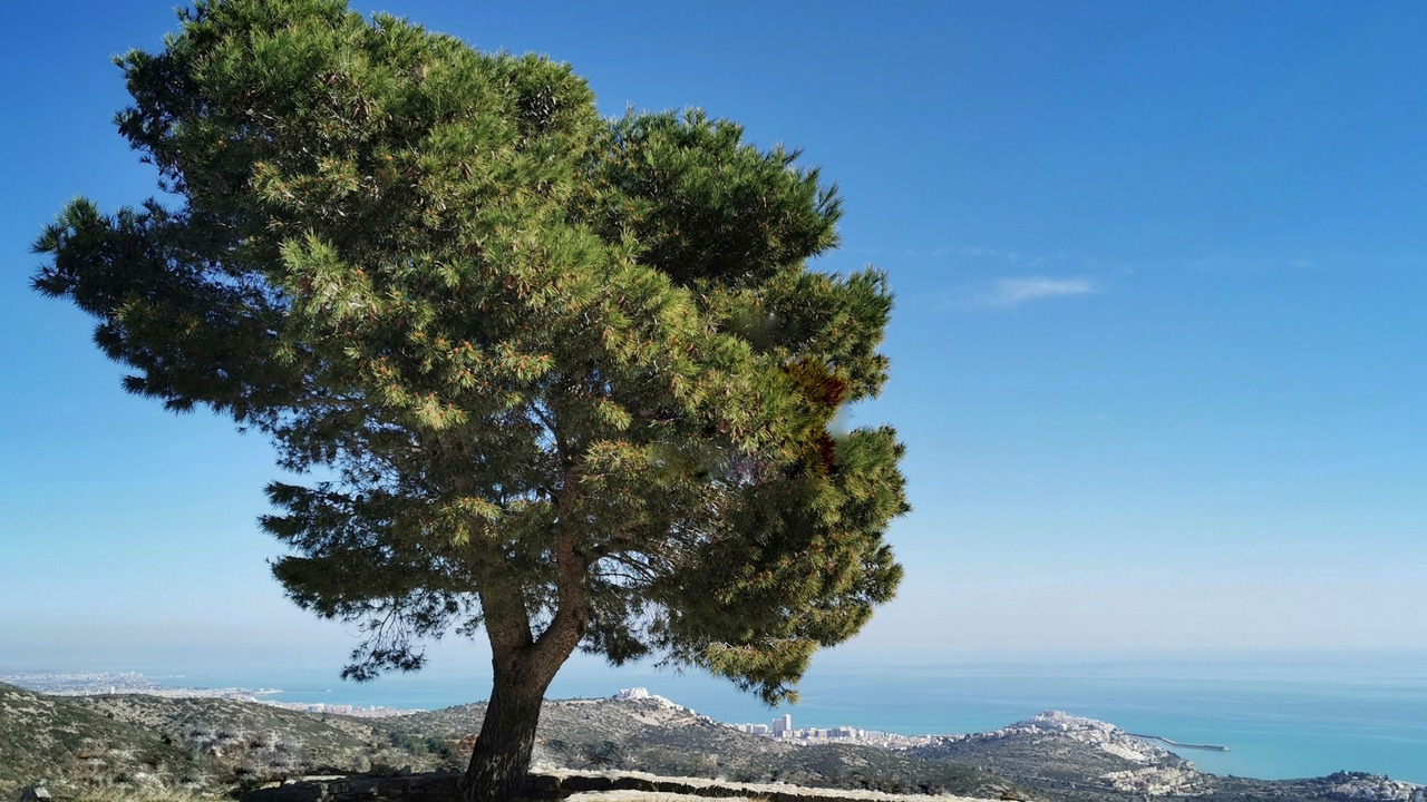 Photo of Others in Peniscola