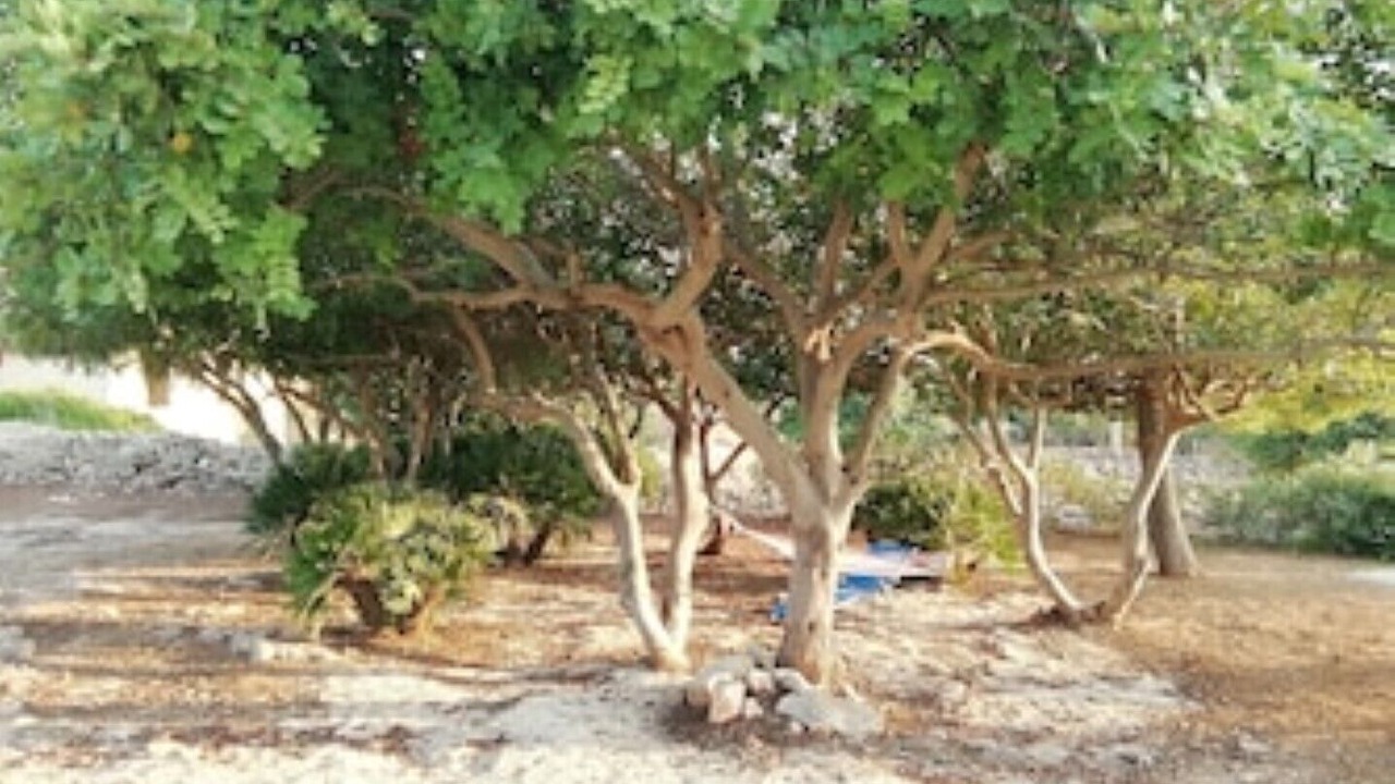 Photo of Outdoor in Sampieri