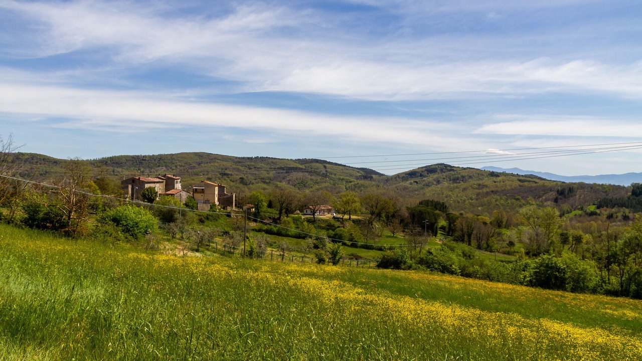 Photo of Others in Torniella