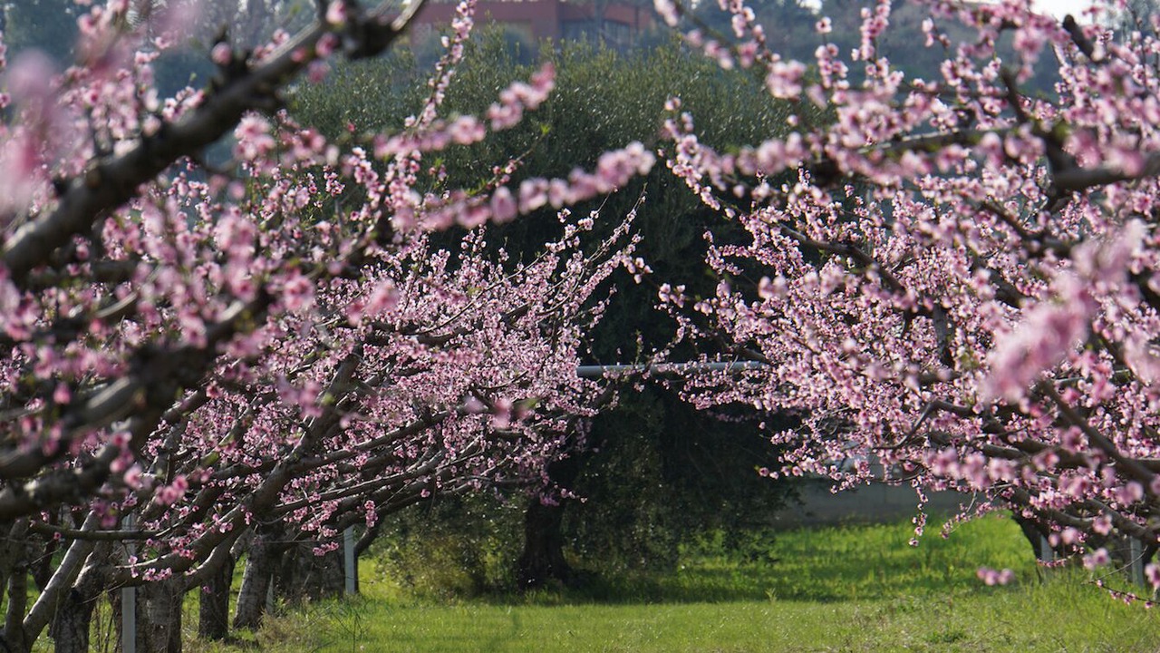 Photo of Others in Policoro
