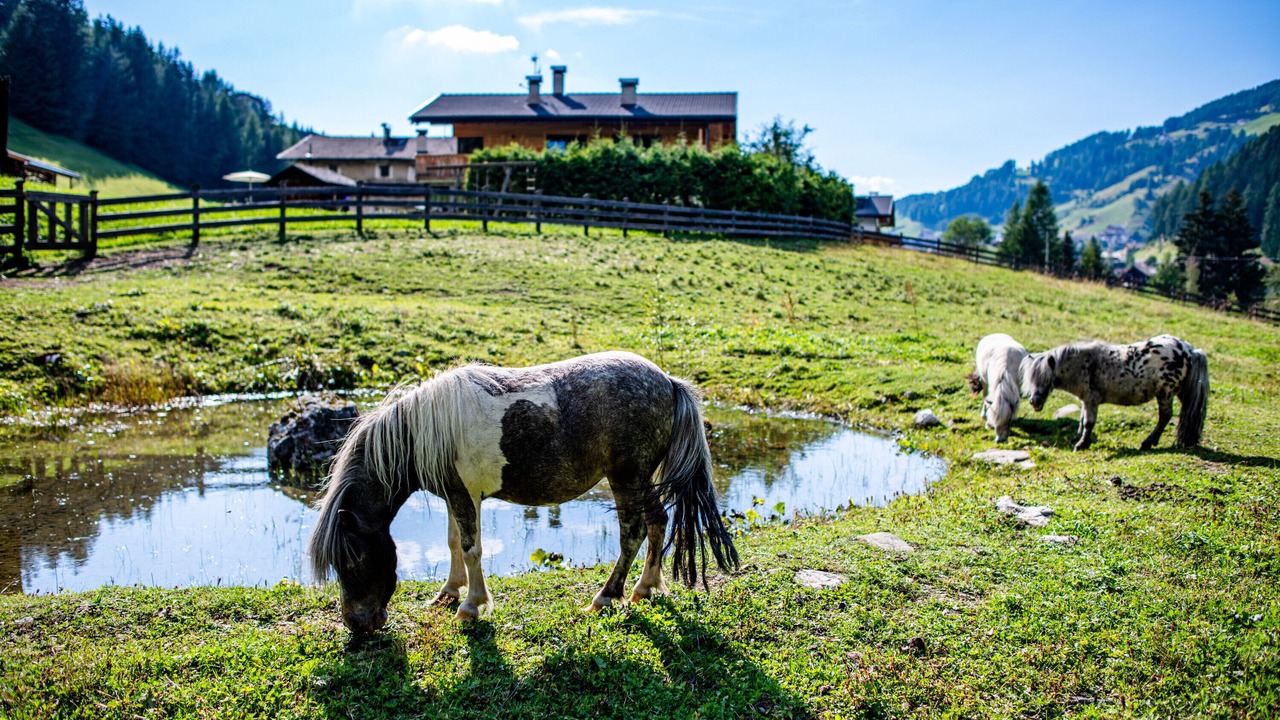 Photo of Others in Selva di Val Gardena