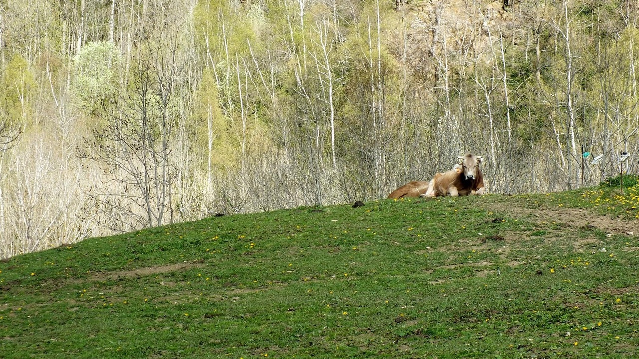 Photo of Outdoor in Pardines