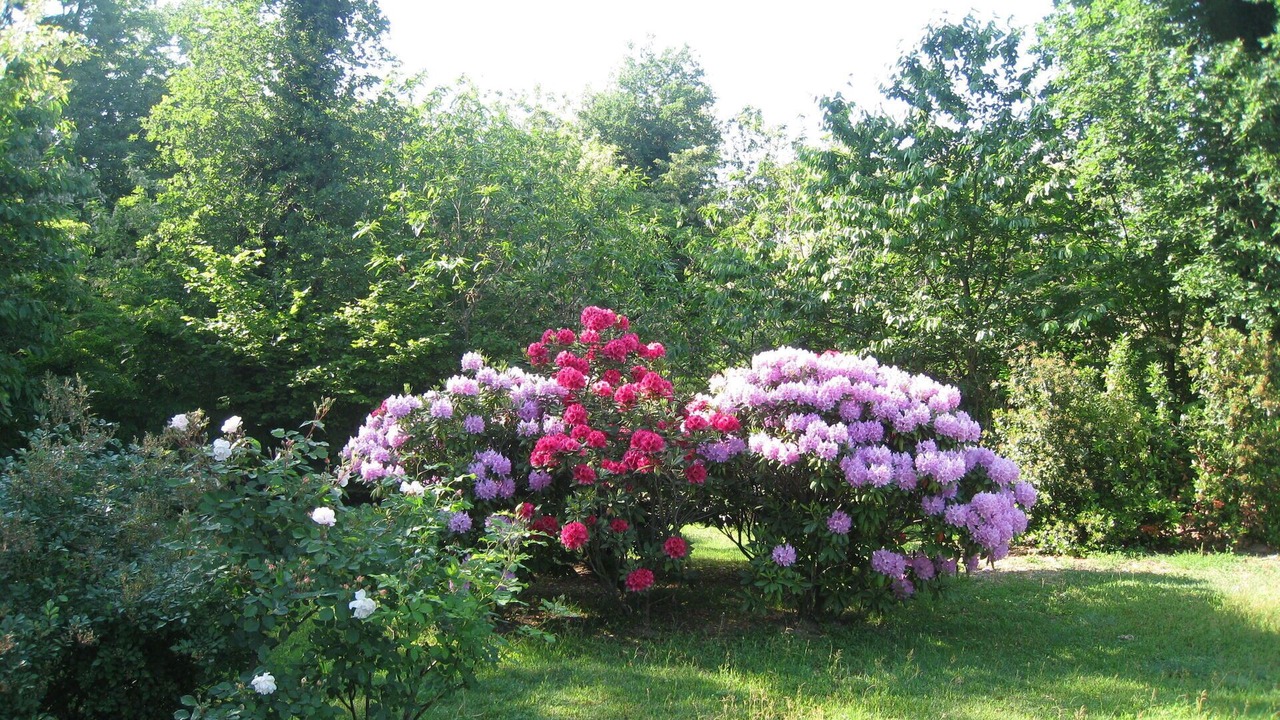 Photo of Outdoor in Dormelletto