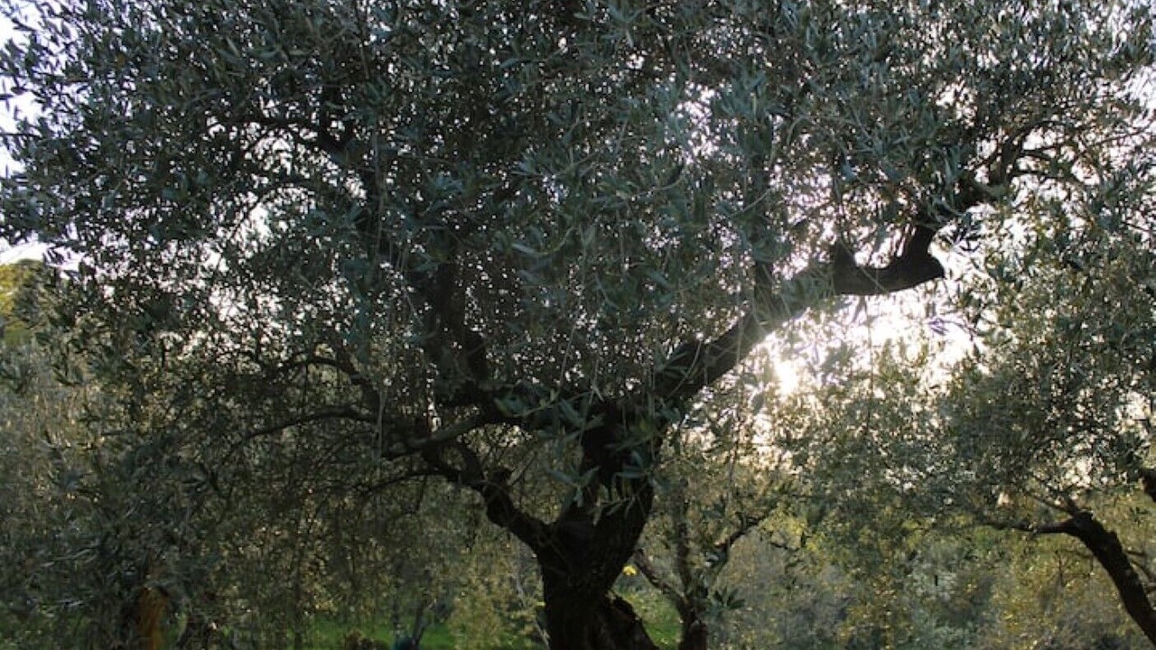 Photo of Others in Santo Stefano di Magra