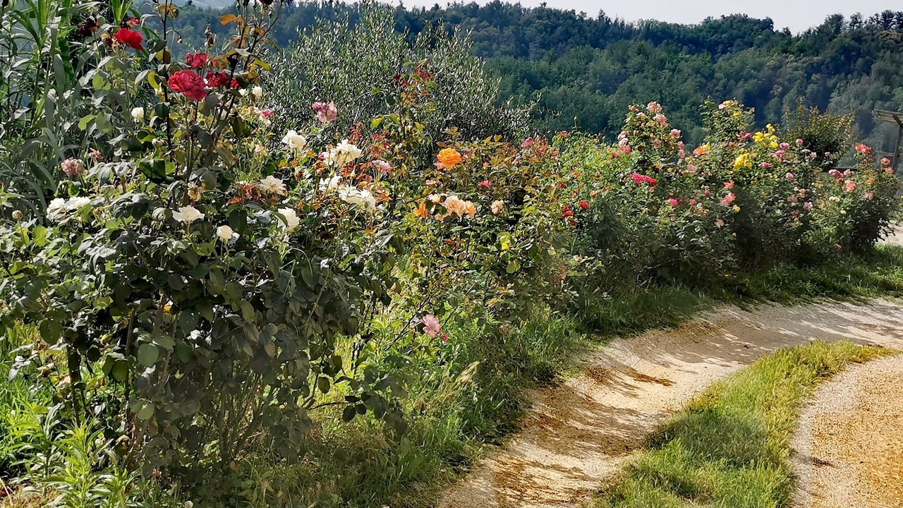 Photo of Outdoor in Vezza d'Alba