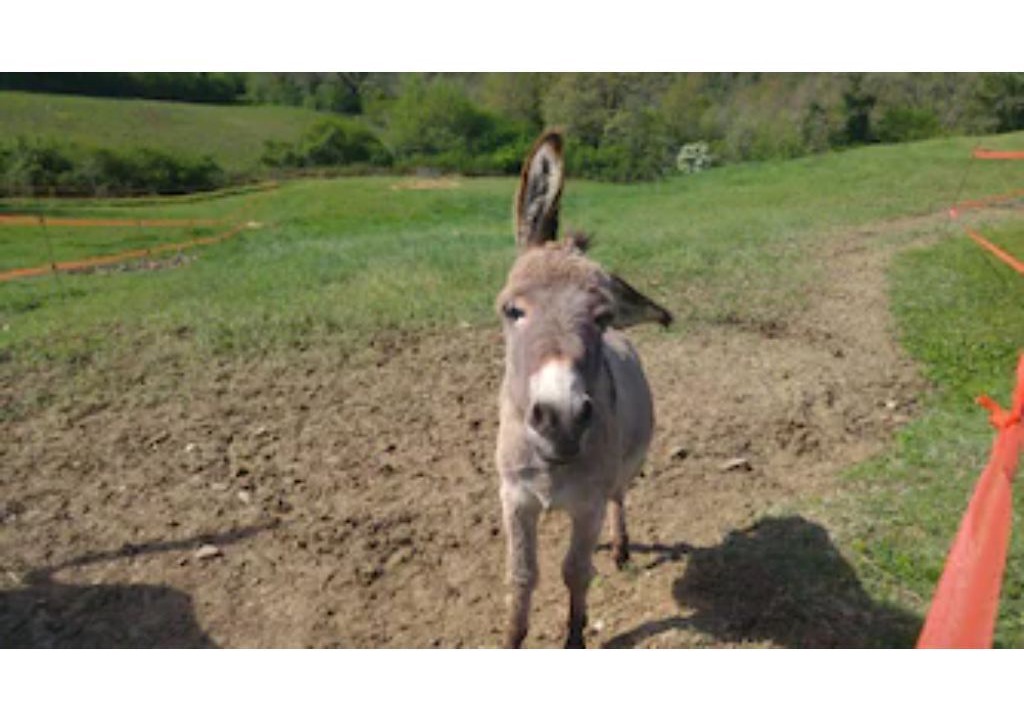 Photo of Others in Monte Castello di Vibio