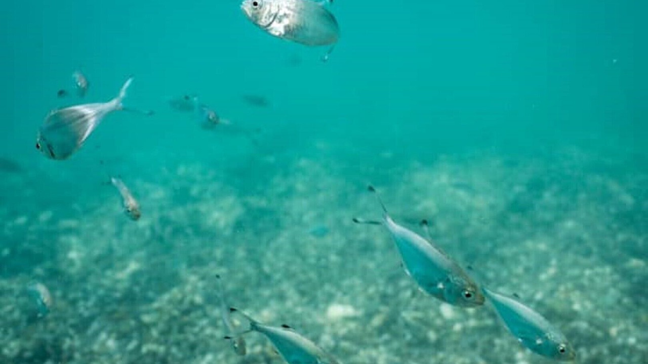 Photo of Others in Gizzeria Lido