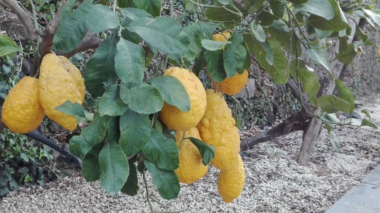 Photo of Outdoor in Santa Venerina