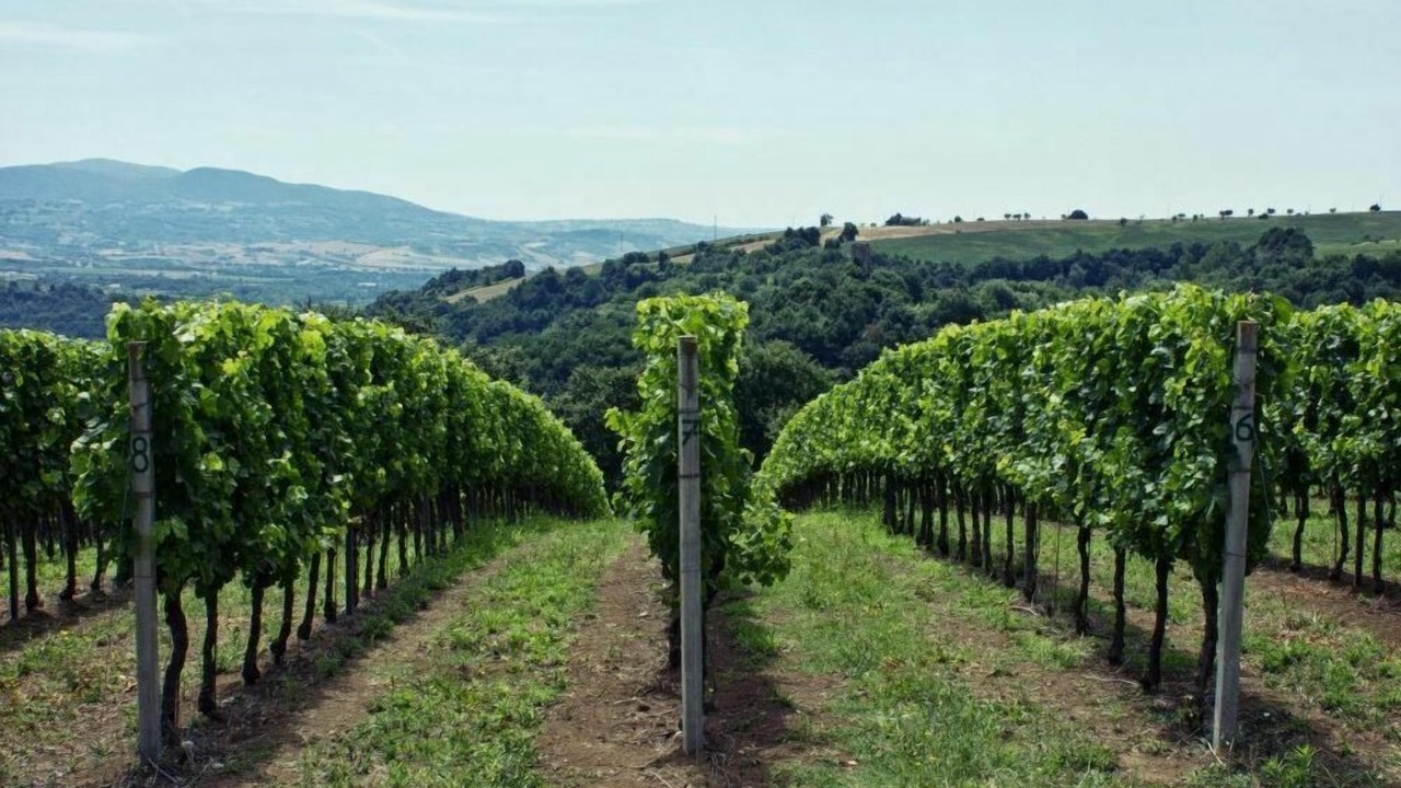 Photo of Outdoor in Corbara