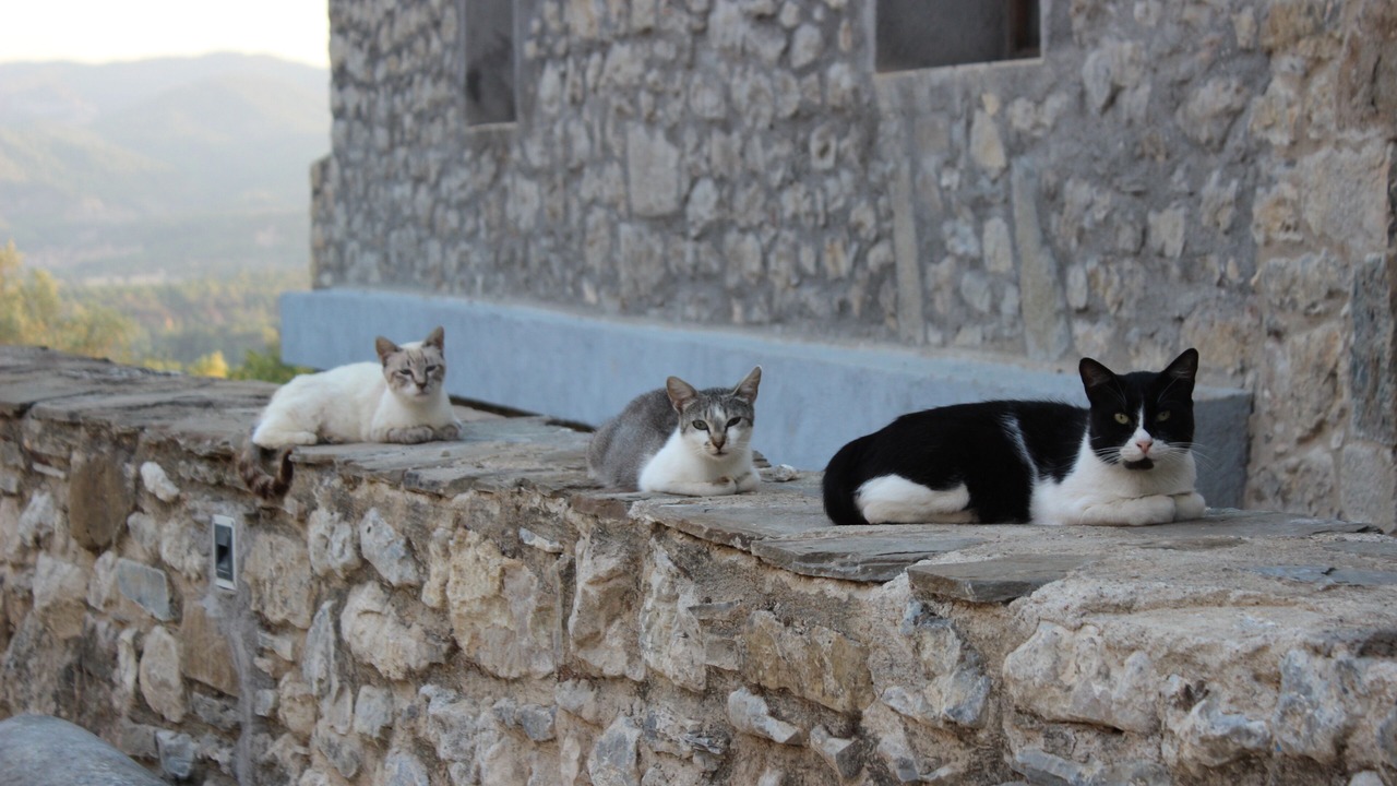 Photo of Others in Samitier