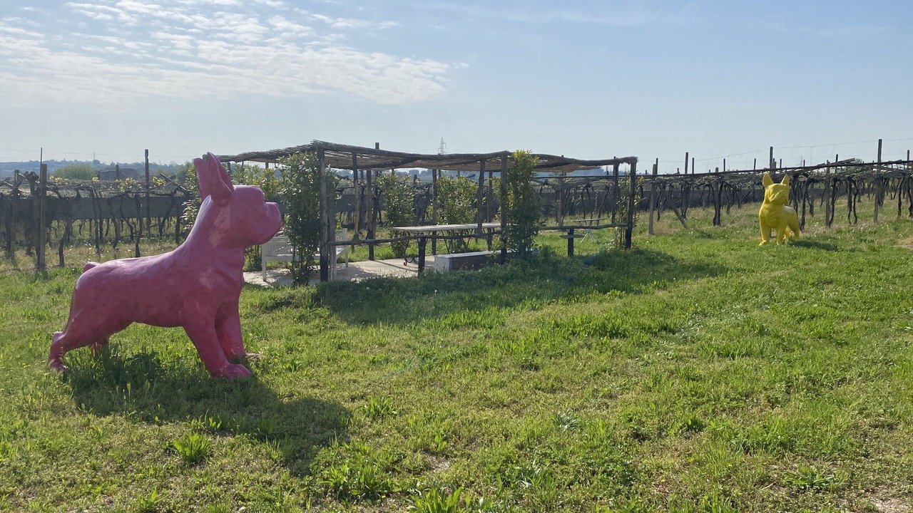 Photo of Outdoor in Castelnuovo del Garda