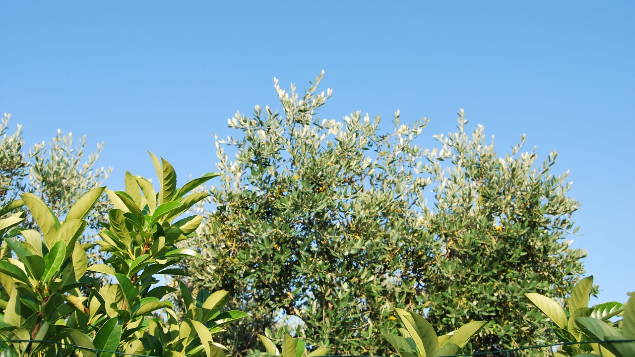 Photo of Outdoor in Montalbano Jonico
