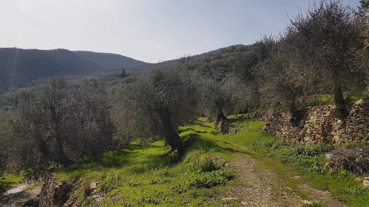 Photo of Others in Olivastri