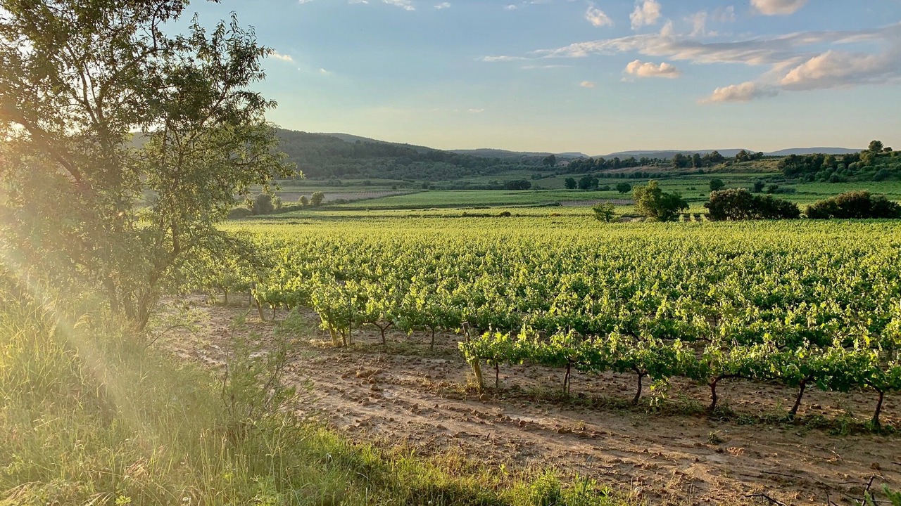 Photo of Outdoor in Vilobi Del Penedes