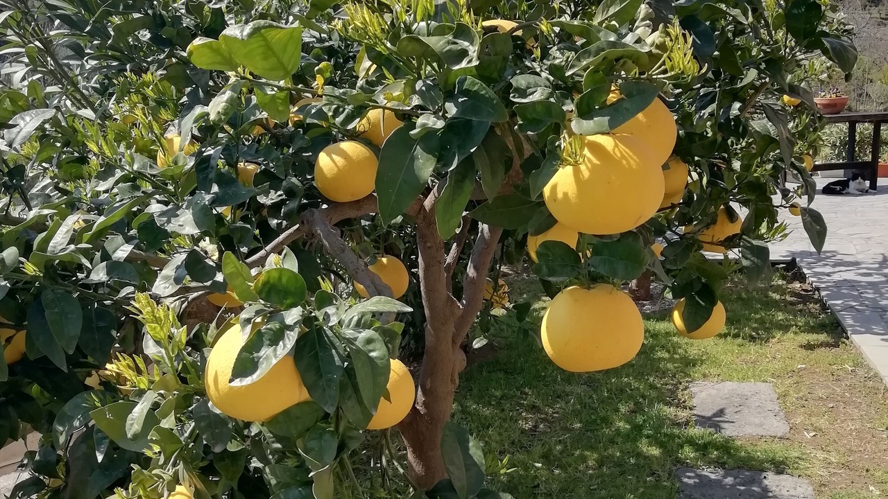 Photo of Outdoor in Santa Venerina