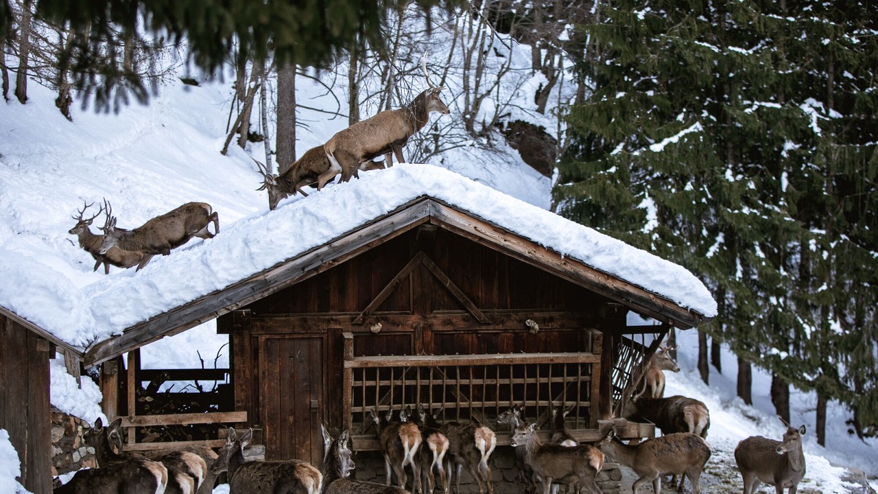 Photo of Outdoor in Cogolo