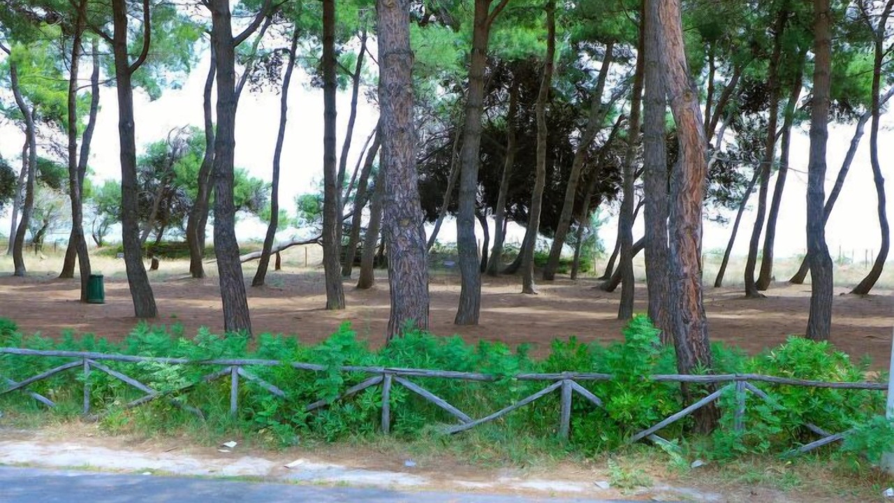 Photo of Others in Silvi