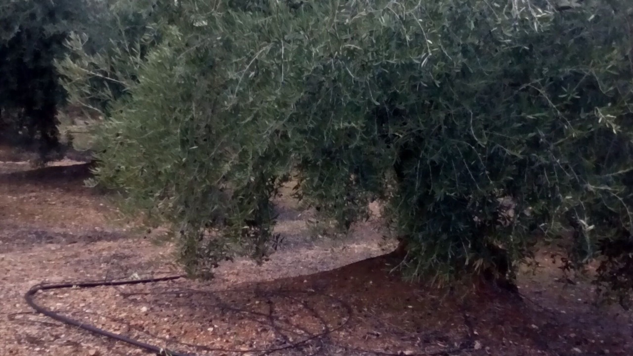 Photo of Outdoor in Prados de Armijo