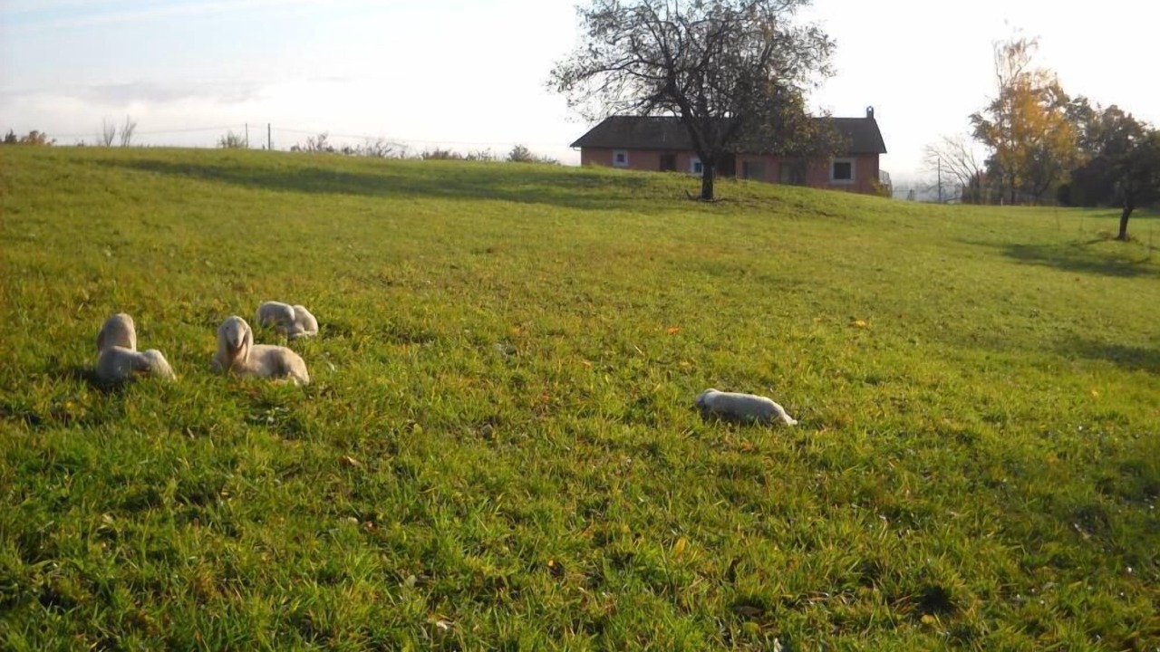 Photo of Outdoor in San Secondo di Pinerolo