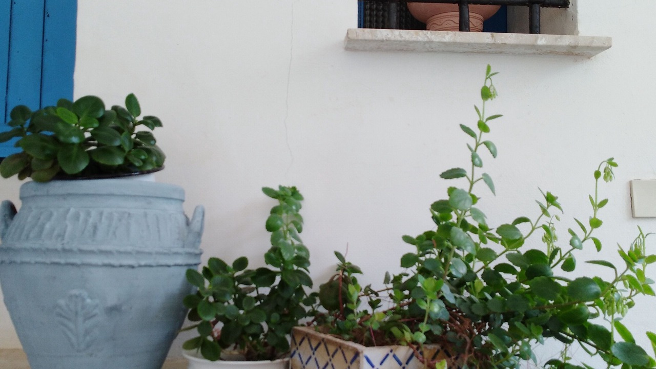 Photo of Others in Marsala